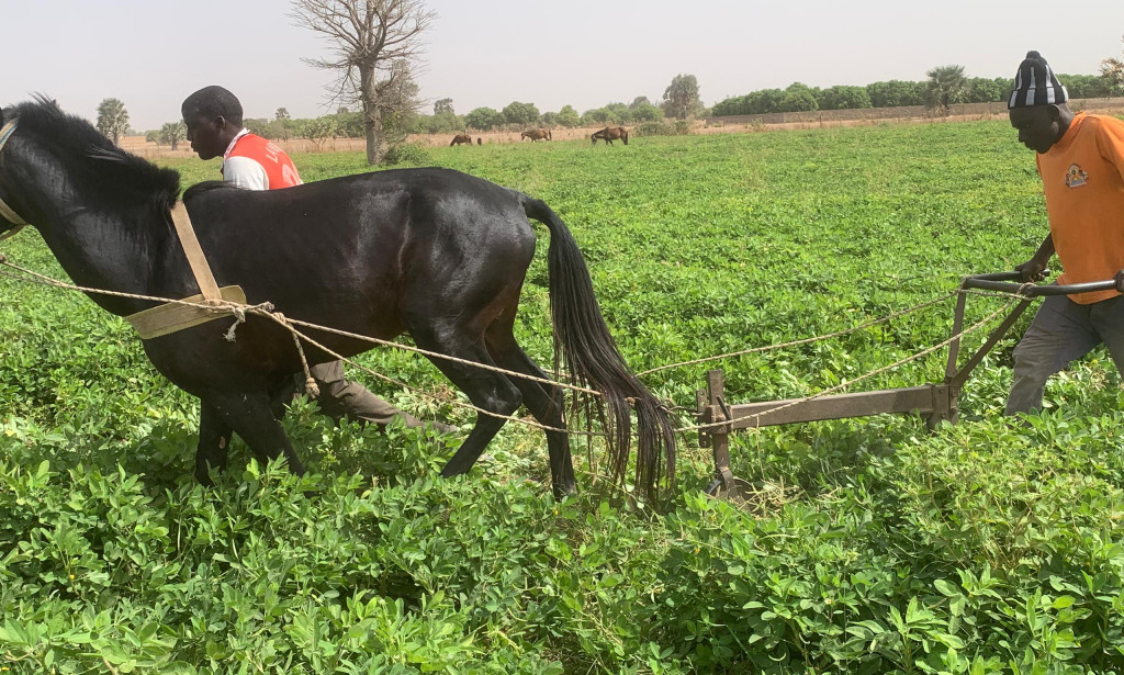 Sénégal – Passy : la culture d’arachide hors saison, un moteur d’emplois et de développement local