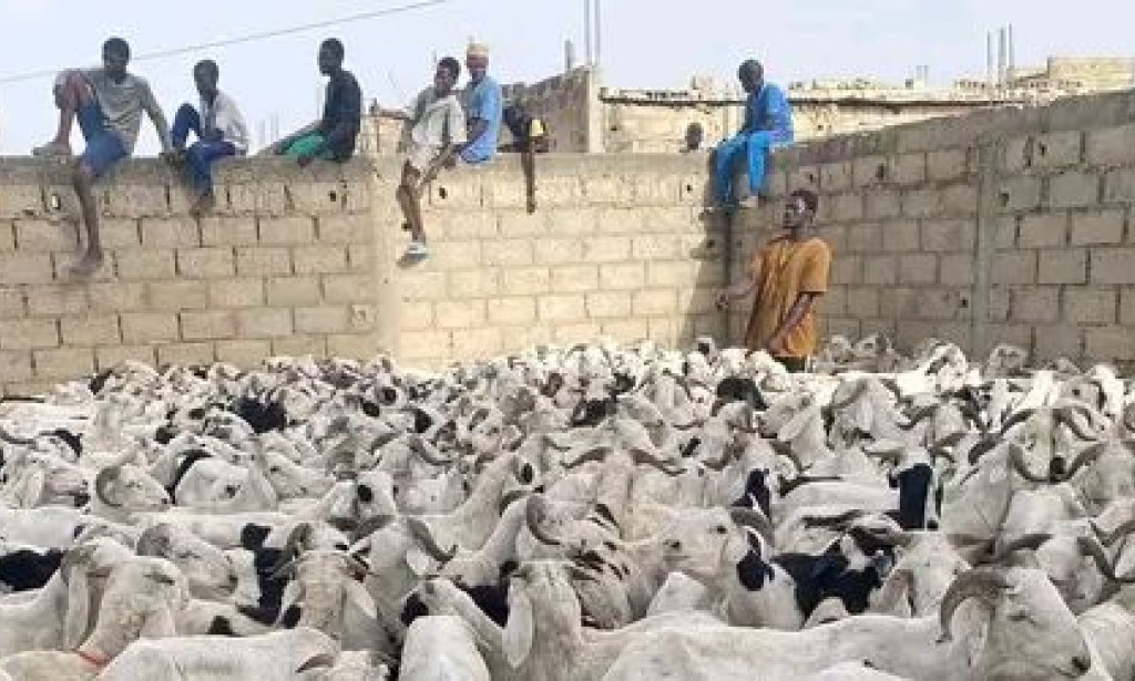 Tabaski 2026 à Médina Baye : 480 familles bénéficient de moutons offerts par Cheikh Mahy Cissé